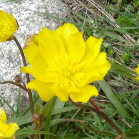 Yellow flowers
