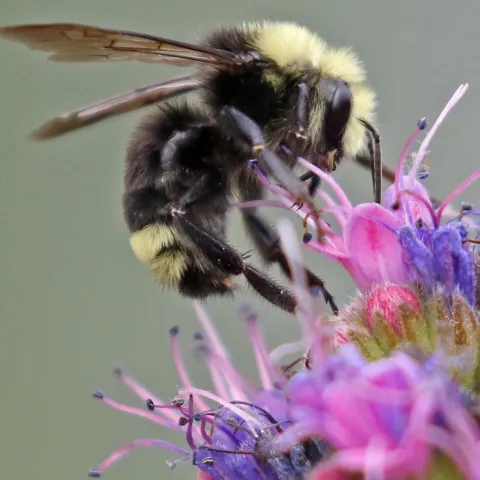 Native bumblebee