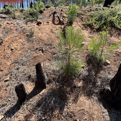 Douglas fir seedling poking up out of the ground.