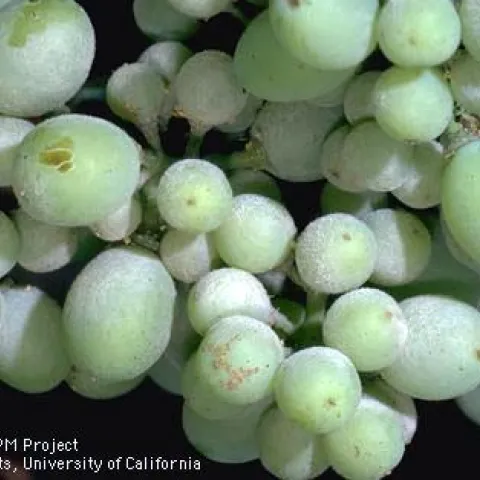 Green grapes with white powdery blotches from powdery mildew