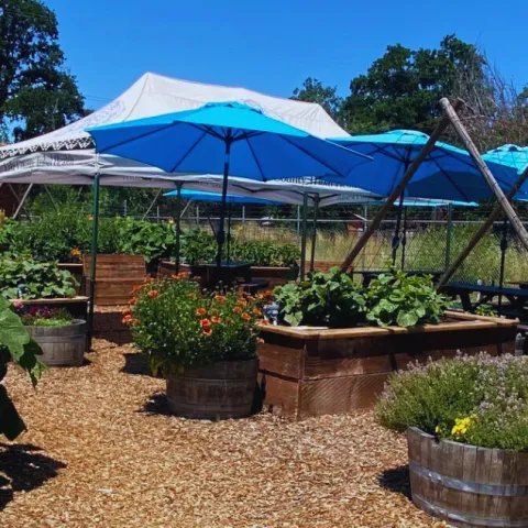 Community garden filled with raised beds and umbrellas