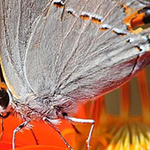 Butterflies in the Garden - Seal Beach