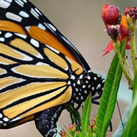 Monarch Nature Trail - Huntington Beach