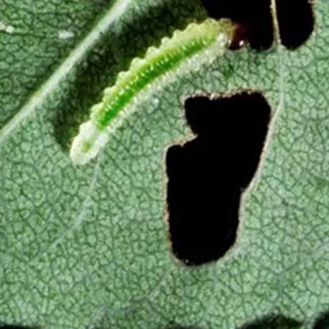 Managing Pests in the Garden - Fullerton