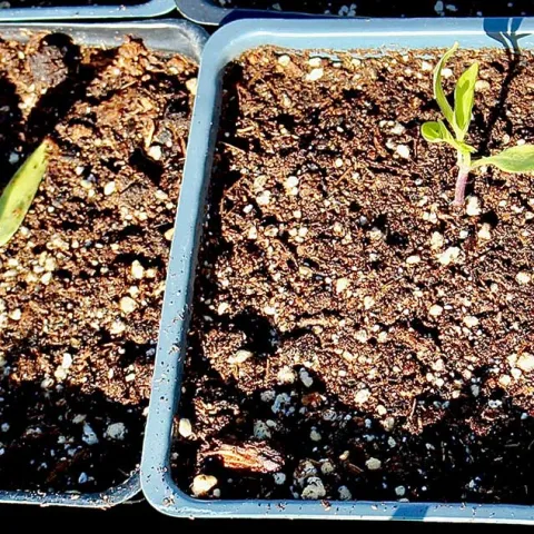 Seed Starting - Laguna Niguel