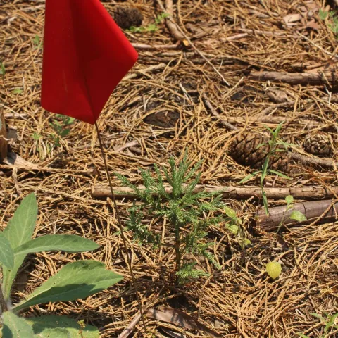 Small incense cedar seedling with a red flag marker to the left.