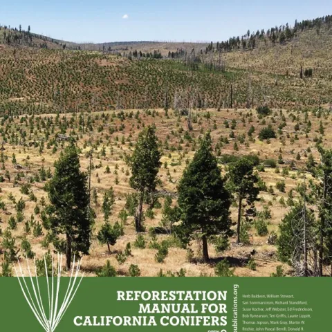 Young conifer plantation