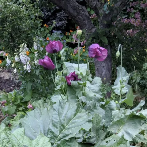Rhubarb with pollinator flowers under an apple tree 