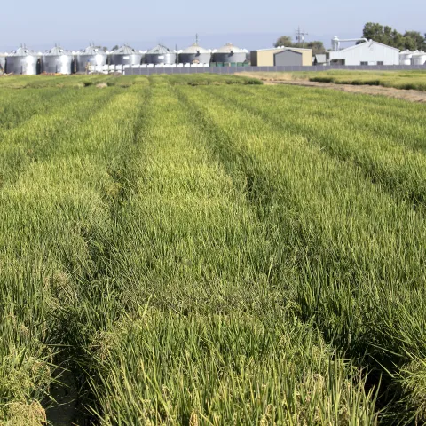 Rows of rice growing in a field