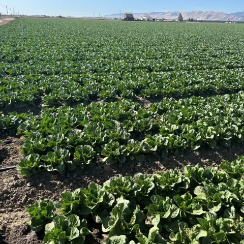 Photo of a field of romaine lettuce in the Salinas Valley. 