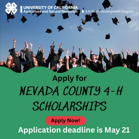 Senior Scholarship Graphic Image