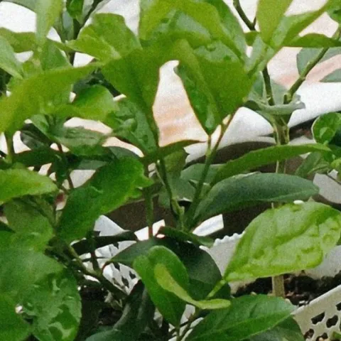 Spring Plant Exchange