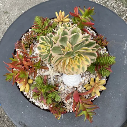 Succulents in a pot