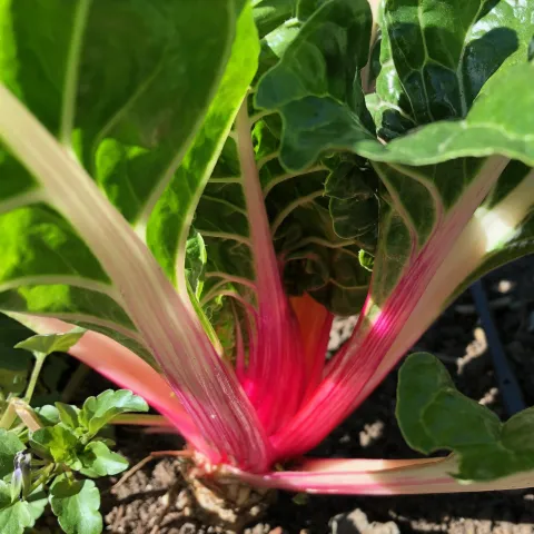 Swiss Chard, C Simpson