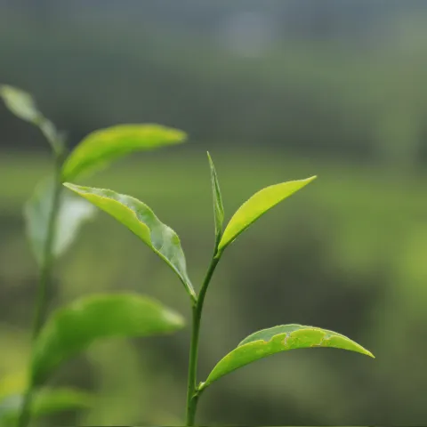 Tea leaves in focus with a blurry background of green