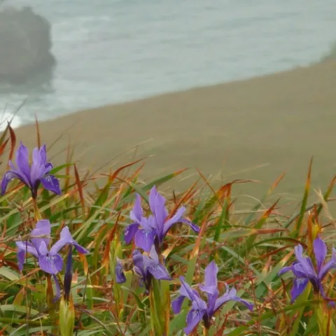 UC-Master-Gardeners-Sonoma-County-winter-spring-2026