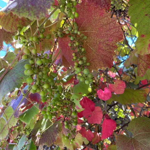 Native grape, Vitis californica, growing on a vine