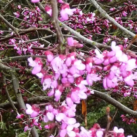 Pink blossoms on a Western redbud