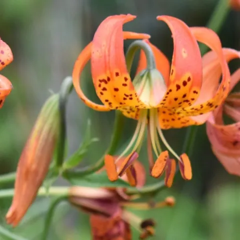 Wildflowers of Sonoma County Backroads