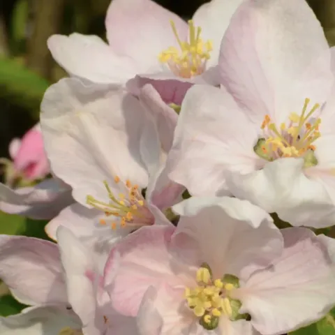 pink and white apple blossoms