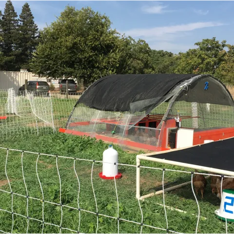 A chicken struts on green grass inside a fence. Inside the fence is a include a covered coop and a solid tarp structure with chickens under it. 