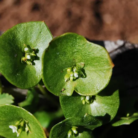 green plant (claytonia perfoliate) on a dirt background