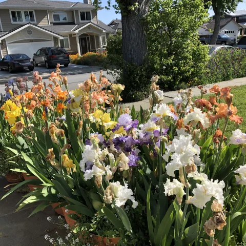 Bearded Iris, MG Sandy Wright