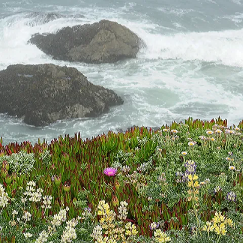 Bodega Head, Sonoma County. (Photo by Kathy Keatley Garvey)