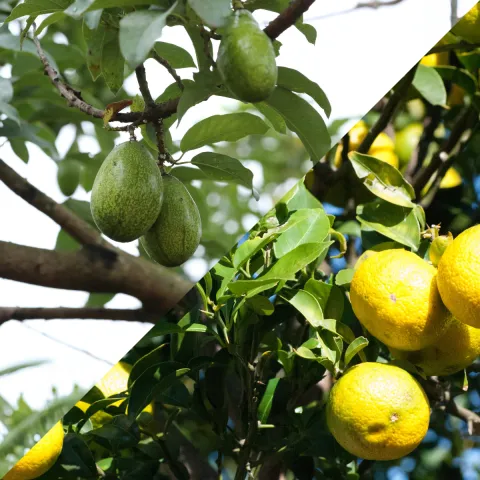 close up of avocados and oranges growing on tree branches