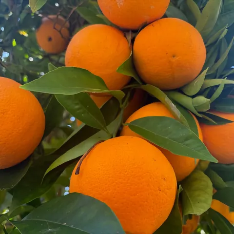 citrus, candace simpson