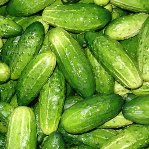 pile of cucumbers