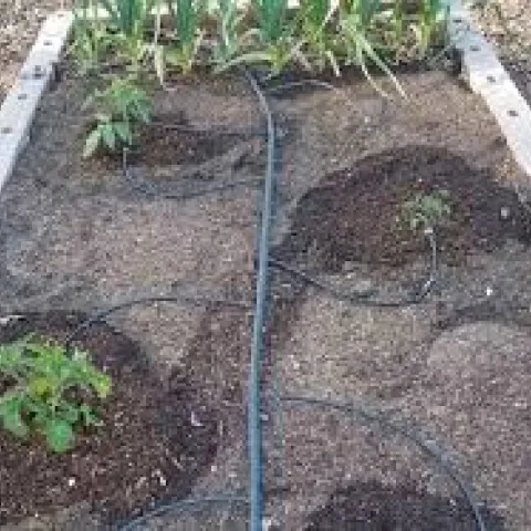 garden with drip irrigation main line with small drip tubing. Photo UC ANR