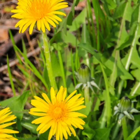 Eco-friendly weed management for home gardeners