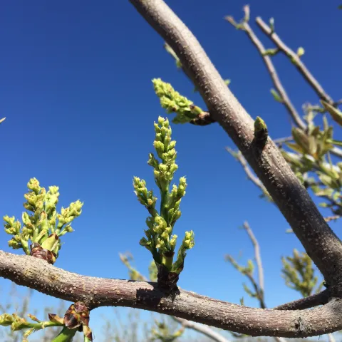 Female pistachio inflorescences