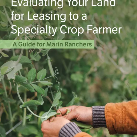 hands pruning a pea plant