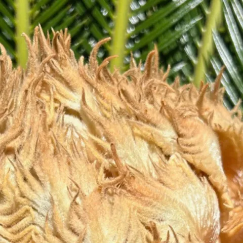 sago palm cone in center of the plant