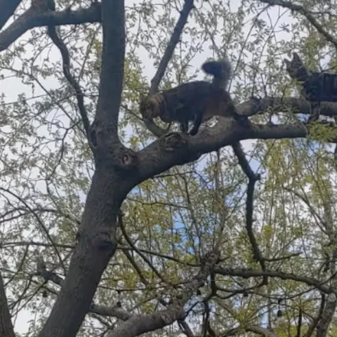 two cats up in the tree limbs