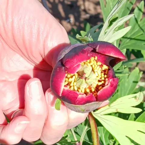 a womans hand holding up a red flower to be viewed