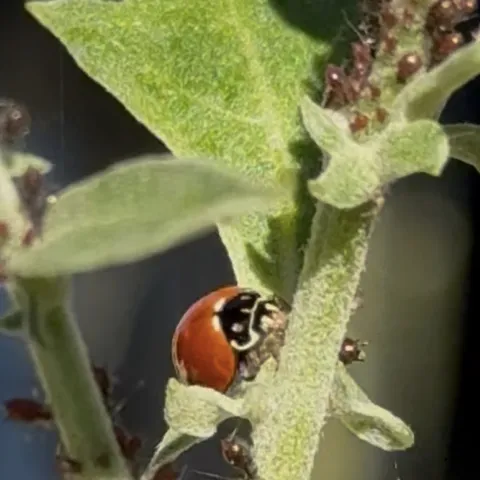 Good bug, Laura Westley