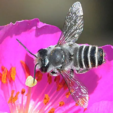 Leafcutter bee on rockrose. (Photo by Kathy Keatley Garvey)
