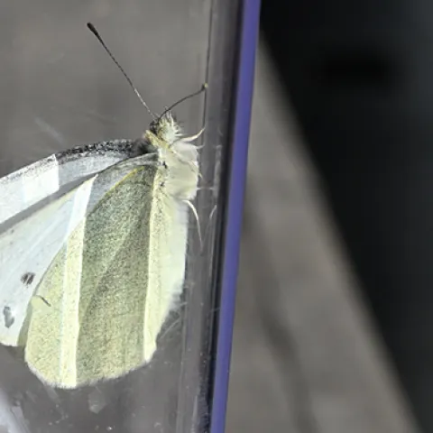 Cabbage white butterfly, Pieris rapae. (Photo by Kathy Keatley Garvey)
