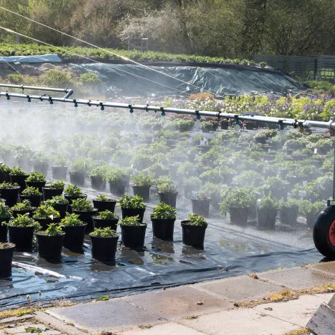 Irrigation at a nursery