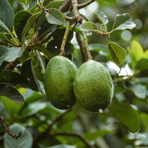 Avocado Tree