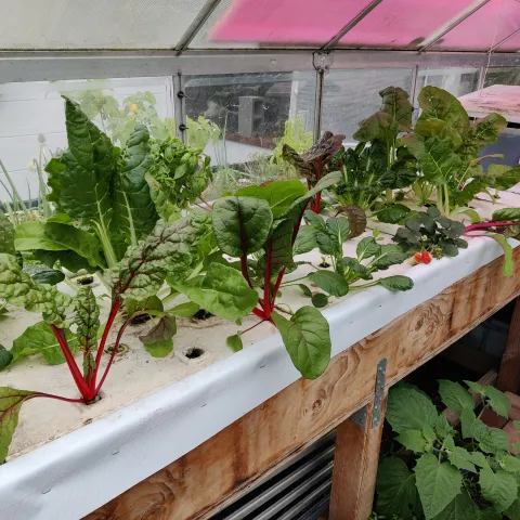 medium-scale backyard aquaponics system
