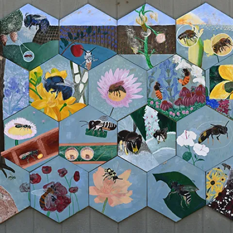 Native bee art displayed on the garden shed, UC Davis Bee Haven. (Photo by Kathy Keatley Garvey)