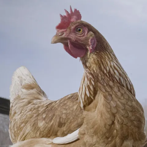 Red hens standing in a pasture. 