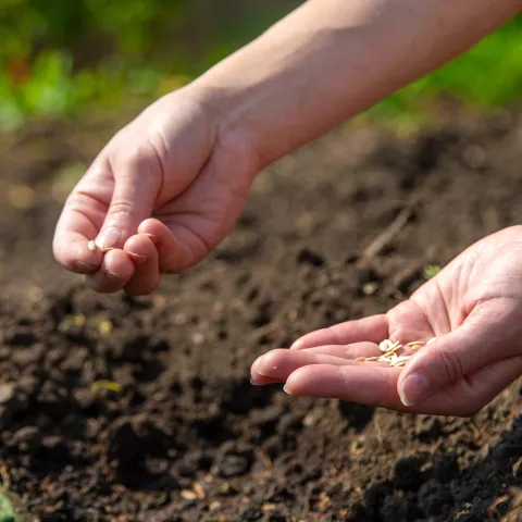a hand planting seeds in the soil