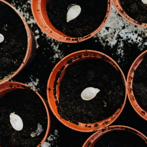 single pumpkin seed in each of several pots.
