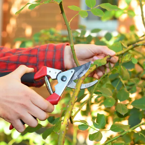 close up of hands holding pruning shears to a rose branch right before making a cut