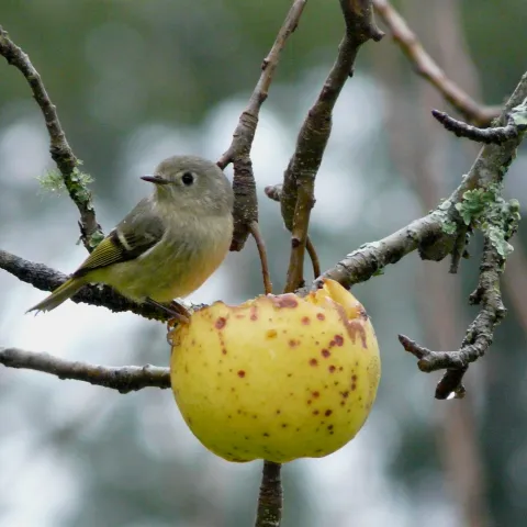 ruby-crowned kinglet